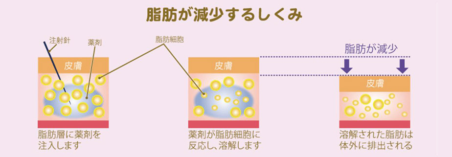 脂肪が減少する仕組み