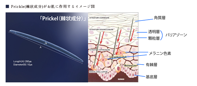 FCRトリートメント